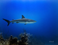   Reef shark taken Danger Bahamas Canon 40D 1785 zoom lens Ikelite housing. natural lighting. 17-85 17 85 housing lighting  